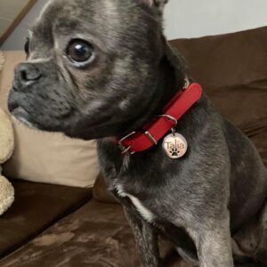 Médaille identification animaux