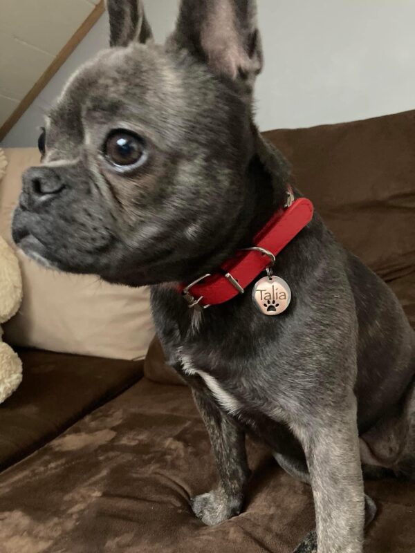 Médaille identification animaux